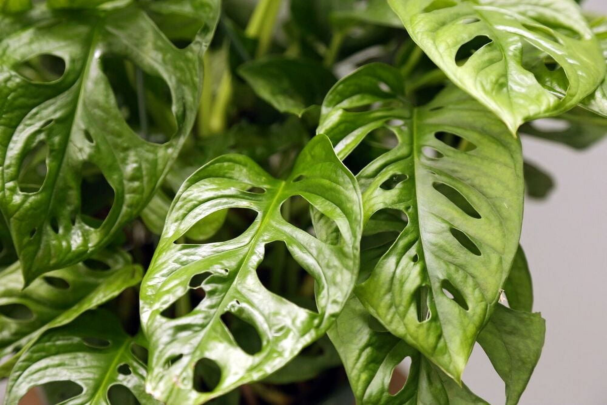 LIVE Swiss Cheese Monstera Adansonii vine evergreen houseplant in 8