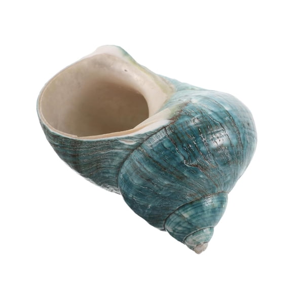 LLDYYDS Green Turbo Natural Rare Real Sea Shell Conch Stunning Healing Decor Ocean