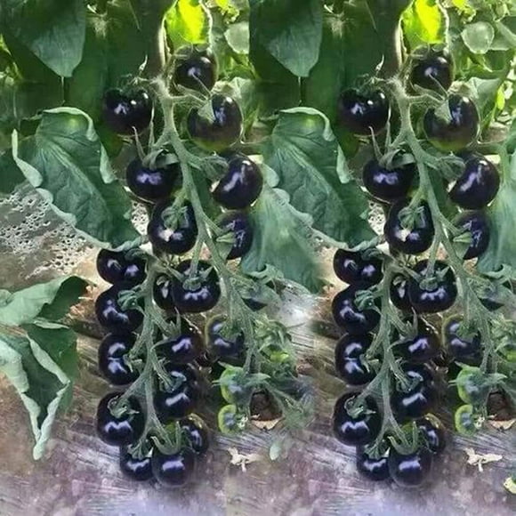 MOCCUROD 30pcs European Black Cherry Tomatoes AFN1Seeds Sweet Tasty Heirloom Non-GMO Rare Juicy Plant