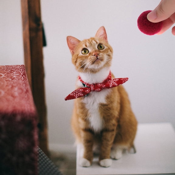 LOLIPPYY 100Pcs Cat Ball Toys Multi Colored Plush Bite Resistant for Solo Play Cats