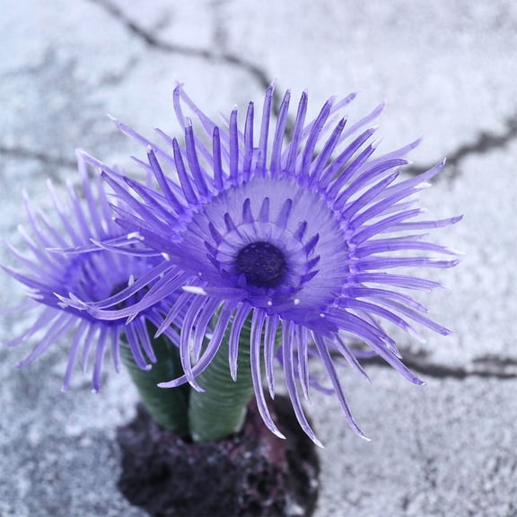 LOLIPPYY 1Pc Betta Fish Tank Coral Decoration with Realistic Design in Purple Plastic