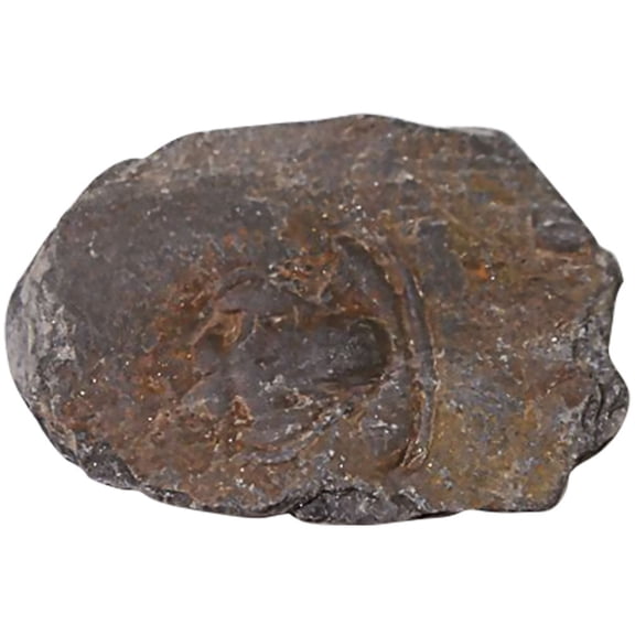 LOLIPPYY 1Pcs Decorative Trilobite Dark Brown Science Teaching Material for Home Decor