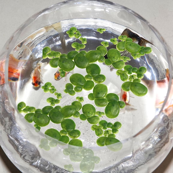 LOLIPPYY 1Set Artificial Duckweed Floating Plants Green Plastic Aquarium Pond Tank Decoration Landscape