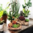thumbnail image 1 of LOLIPPYY 2Pcs Succulent Pots Cement Planters with Tree Stump Design Coffee Color for Garden Use, 1 of 8