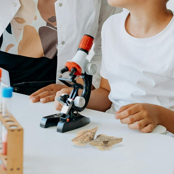 LOLIPPYY Set of 2 Natural Fossilized Specimens for Home Decor, Educational Display, and Teaching Collection