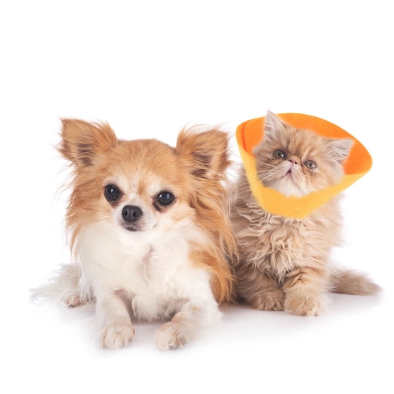 LOLIPPYY 3Pcs Multi Use Soft Pet Collar for Guinea Pig Bunny Hamster Post Surgery Recovery