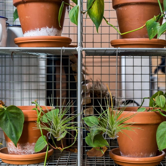 LOLIPPYY 4Pcs Stainless Steel Tillandsia Hanging Hooks for Air Plants Home Decorative Holders