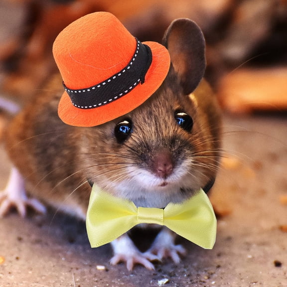LOLIPPYY Chinchilla Caps Polyester Orange for Small Animals