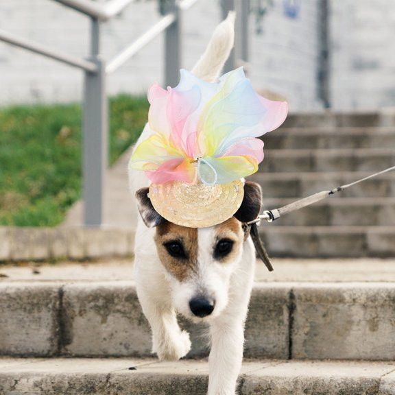 LOLIPPYY Decorative Woven Pet Hat Assorted Colors Perfect for Dog Birthday Parties