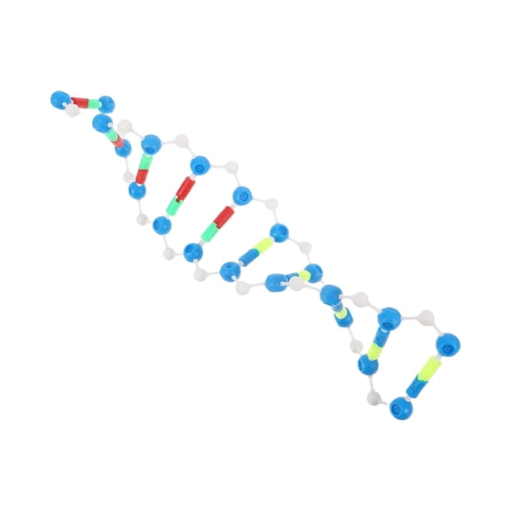 LOLIPPYY Dna Molecular Model with Portable Design and Comprehensive Assembly Guide