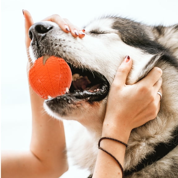 LOLIPPYY 4-Pack Orange Rubber Dog Activity , Easy to Clean, Perfect for Small Puppies