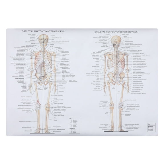 LOLIPPYY Human Anatomy Poster for School Use Assorted Color Silk Fabric Educational Muscle and Bone Figure 24x36 Inches