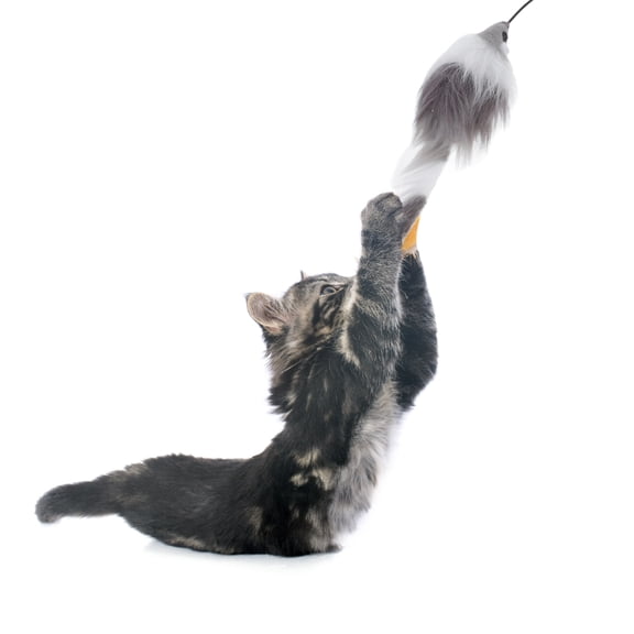 LOLIPPYY Moving Cat Toys For Indoor Cats Cat Toy Ball Grey ABS 1Pack