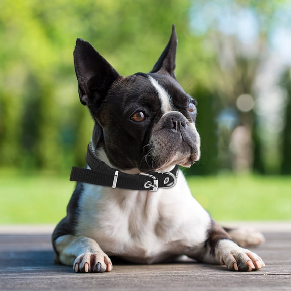 LOLIPPYY Wear-Resistant Puppy Collar Adjustable Black Polyester Collar For Dogs And Cats 1Set