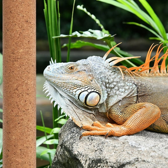 LOLIPPYY reptile enrichment toy Pet Reptiles Light Brown Wood 1Pack