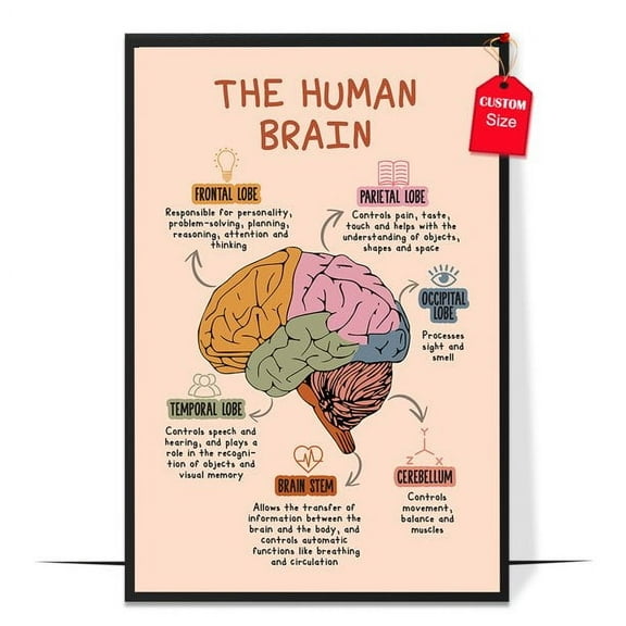 LOLUIS The Human Brain Poster, Boho Mental Health Posters for Classroom Therapy Office (Unframed 24"x36")
