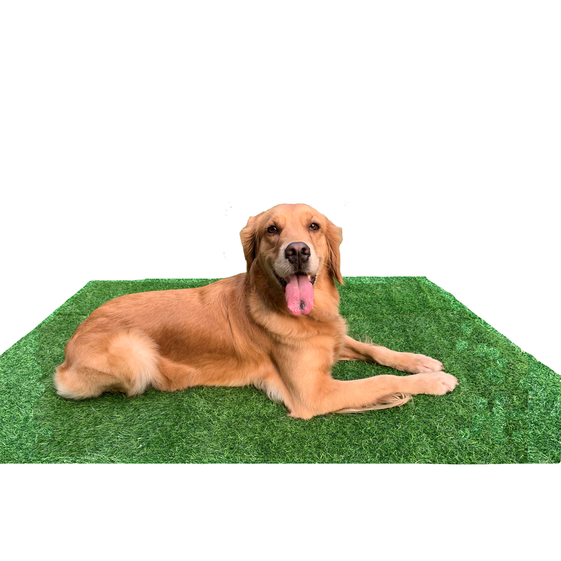 TINGOR Artificial Grass Puppy Pad for Dogs