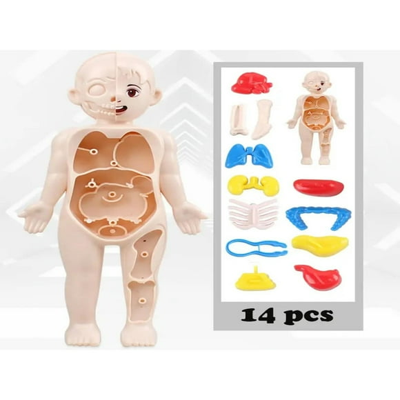LOVEVER 1pc Educational Human Body Anatomy Model Toy - Kid Montessori 3D Puzzle for Children to Learn & Explore!