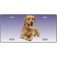 thumbnail image 1 of LP-2174 Yellow Labrador Retriever Dog Pet Novelty License Plates- Full Color Photography License Plates, 1 of 1
