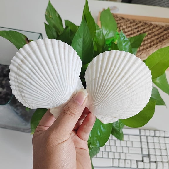 LQSEO 16Pcs Sea Shells for Crafts Decoration 3"~4" White Scallop Shells for Crafts Diy Painting Beaching Wedding Decoration,Beach Natural White Seashells Bulk