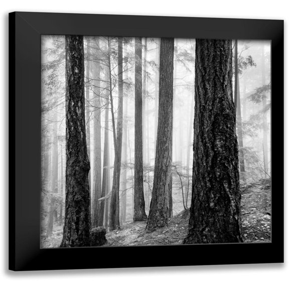 LSH 12x12 Black Modern Framed Museum Art Print Titled - Capilano Forest