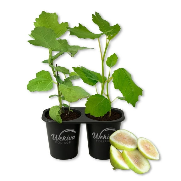 LSU Gold Fig Tree - 2 Live Starter Plants - Ficus Carica - Edible Fruit Tree for The Patio and Garden