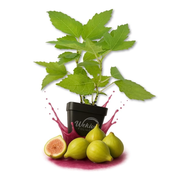 LSU Gold Fig Tree - 4 Live Plants in 3 Inch Growers Pots - Ficus Carica - Edible Fruit Bearing Tree for The Patio and Garden