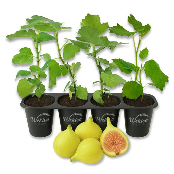 LSU Gold Fig Tree - 4 Live Starter Plants - Ficus Carica - Edible Fruit Tree for The Patio and Garden