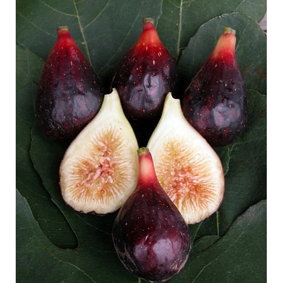 LSU Purple Edible Fig Plant - Ficus carica - 4" Pot