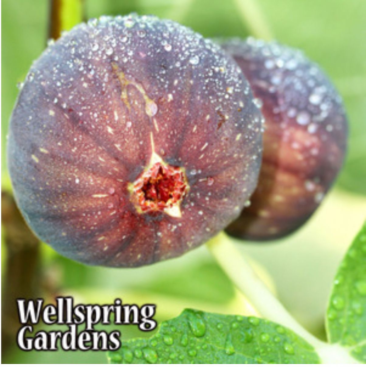 LSU Purple Fig Live Plant - Ficus carica - Wellspring Gardens Starter Plant - image 1 of 6