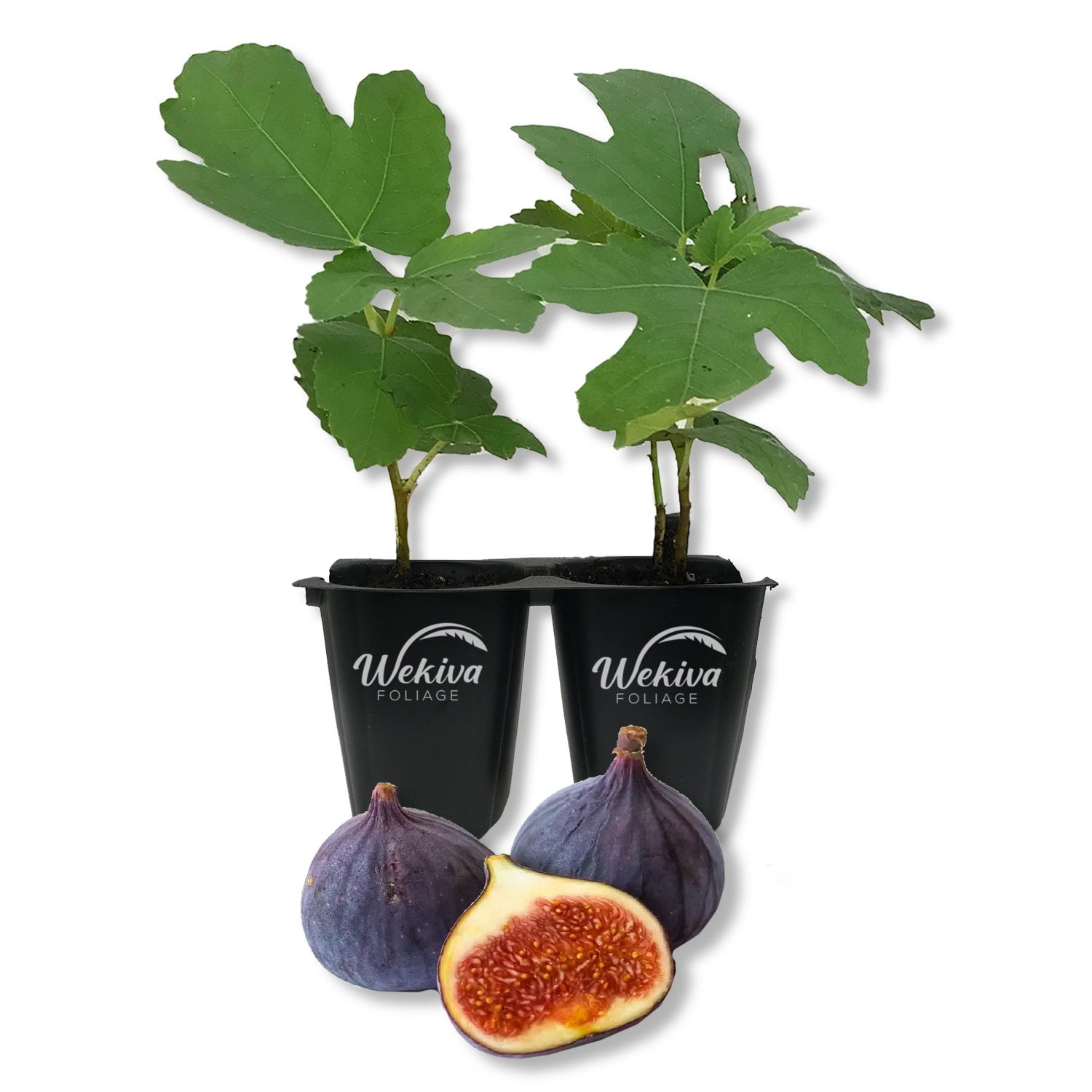 LSU Purple Fig Tree - 2 Live Tissue Culture Starter Plants - Ficus ...