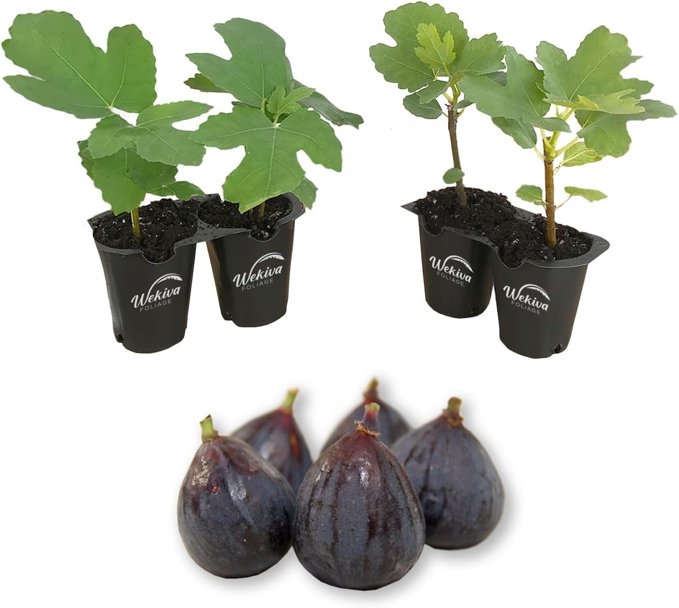 Lsu Purple Fig Tree 4 Live Starter Plants In 2 Inch Growers Pot 0405