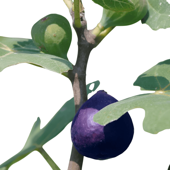 LSU Purple Fig Trees Live Fruit Trees  3 Gallon Potted Plants, Set of 2, Sweet Purple Figs, Productive Heat-Tolerant Fig Trees
