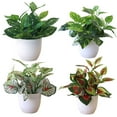 thumbnail image 1 of LUDLZ 102” Artificial Bonsai in Plastic Pot Home Decor, 1 of 2