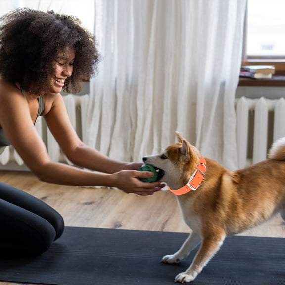 LULULION Wear Resistant Orange Pet Dog Collar Adjustable Comfortable Fit