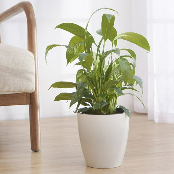 LULULION Lightweight White Plastic Self Watering Planter for Plants in Home and Office