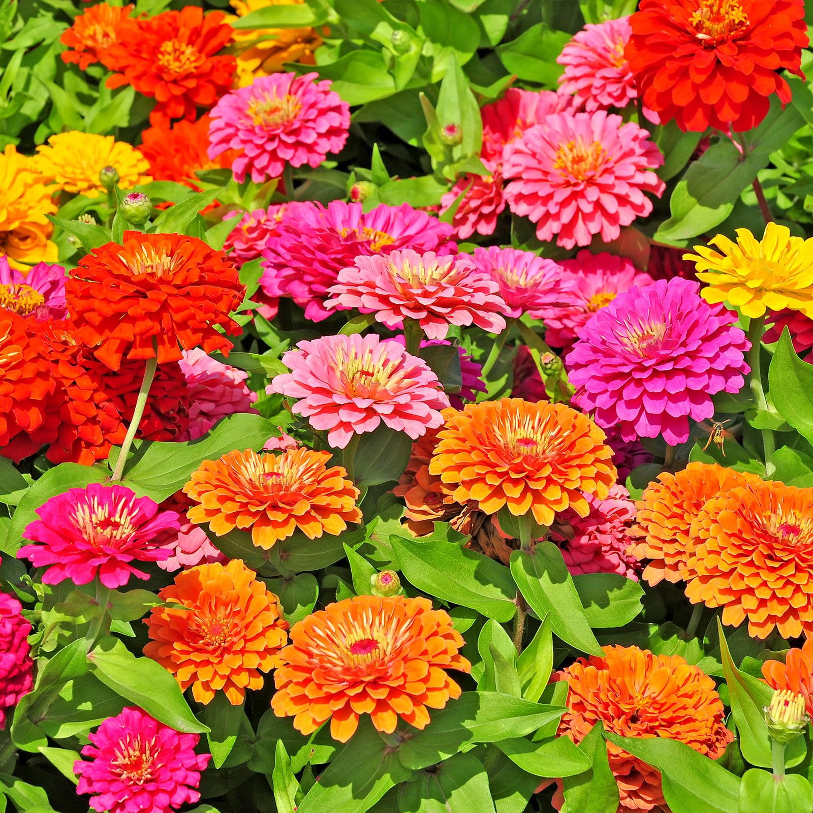 Mother Nature's Zinnia 'Key Lime Pie' Flower Seeds - 200 Non-GMO Seeds, Attracts Pollinators & Butterflies, Cut Flower Garden