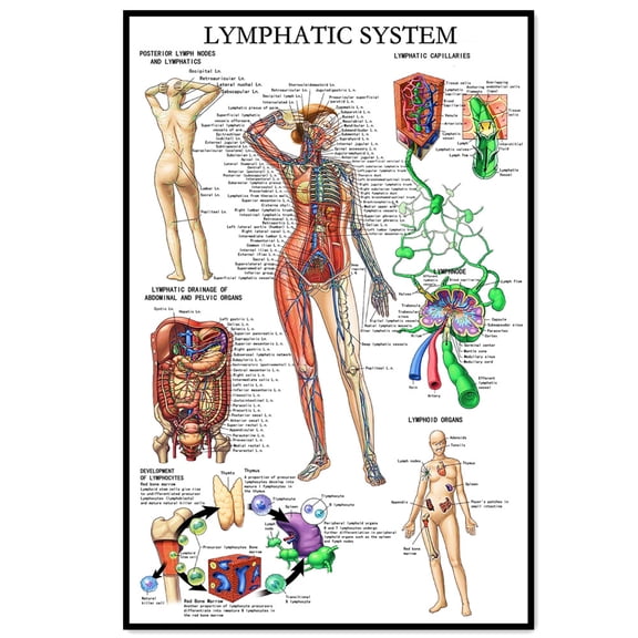 LYMPHATIC SYSTEM Medical Poster Wall Art - Human Anatomy Picture Chart Body Structure Decor, Unframed Gallery Canvas Print Painting Home Decor for Office Home Living Room Classroom,White