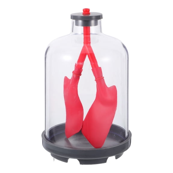 WEUVEB Red Human Lung Model with Realistic Diaphragm for Biology Science Experiments
