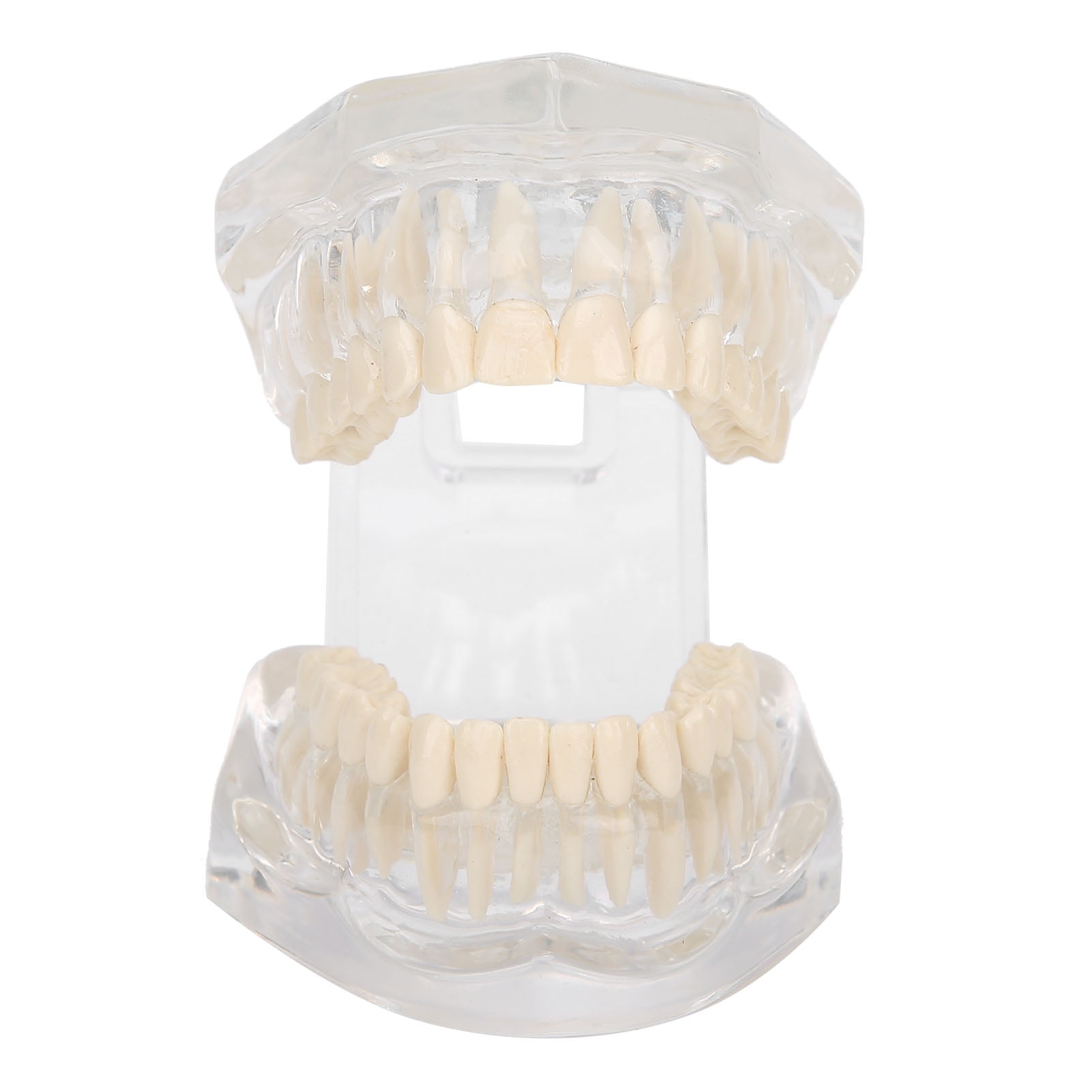 LYUMO Transparent Acrylic Teeth Model Simulation Teeth Model For Teaching Demon