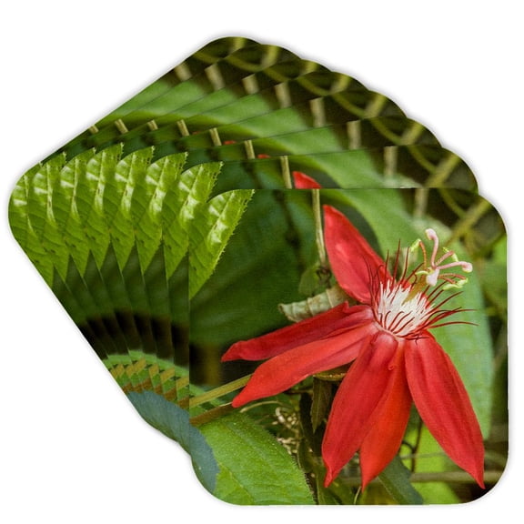 3drose, La Garita, Costa Rica. Red Passion Flower, Passiflora Coccinea., Set of 8 Coasters - Soft