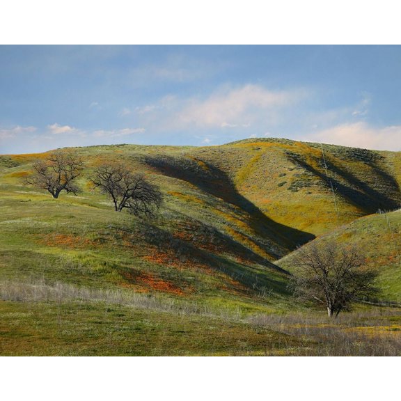 La Panza Range in Spring-Califonia by Tim Fitzharris (36 x 24)