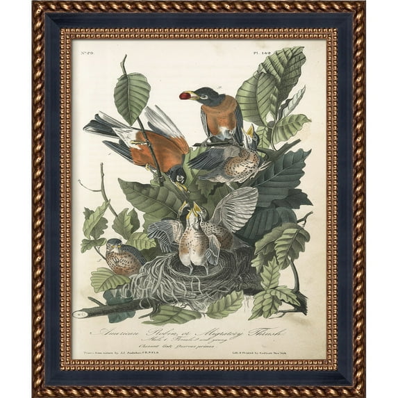 La Pastiche Vintage Collection 'American Robin' Framed High Quality Print on Canvas
