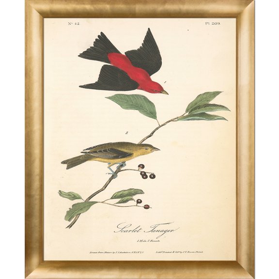 La Pastiche Vintage Collection 'Scarlet Tanager' Framed High Quality Print on Canvas