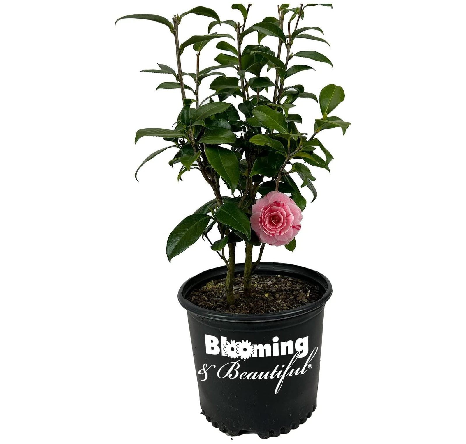 La Peppermint Camellia 3 Gal Shrub White s with Red Stripes s