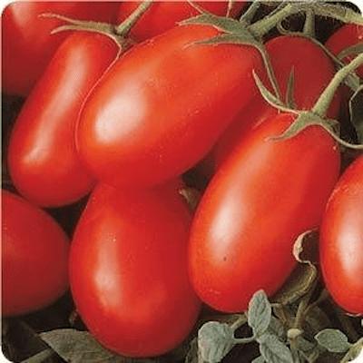 La Roma Tomato Plants, 2 Live Plants in 4 in Pots, Non-GMO, Sauce Tomato