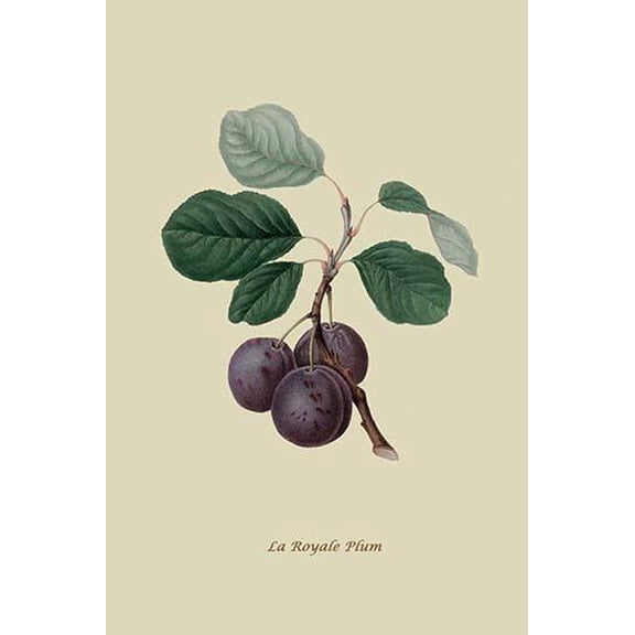 La Royale Plum-Fine Art Canvas Print (20" x 30")