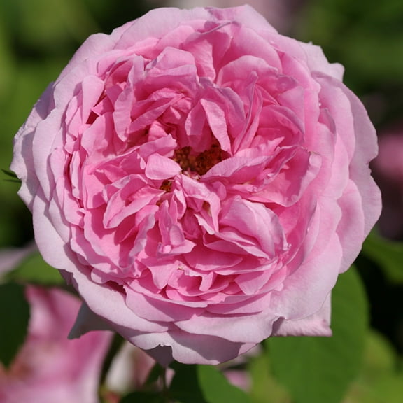 La Ville de Bruxelles Damasks Rose by Heirloom Roses - Ready To Plant Roses