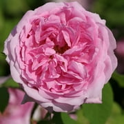 La Ville de Bruxelles Damasks Rose by Heirloom Roses - Ready To Plant Roses