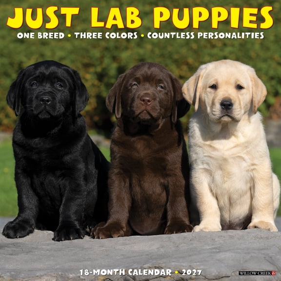 Willow Creek Press, Lab Puppies 2027 Wall Calendar